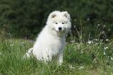 SAMOYEDE 050